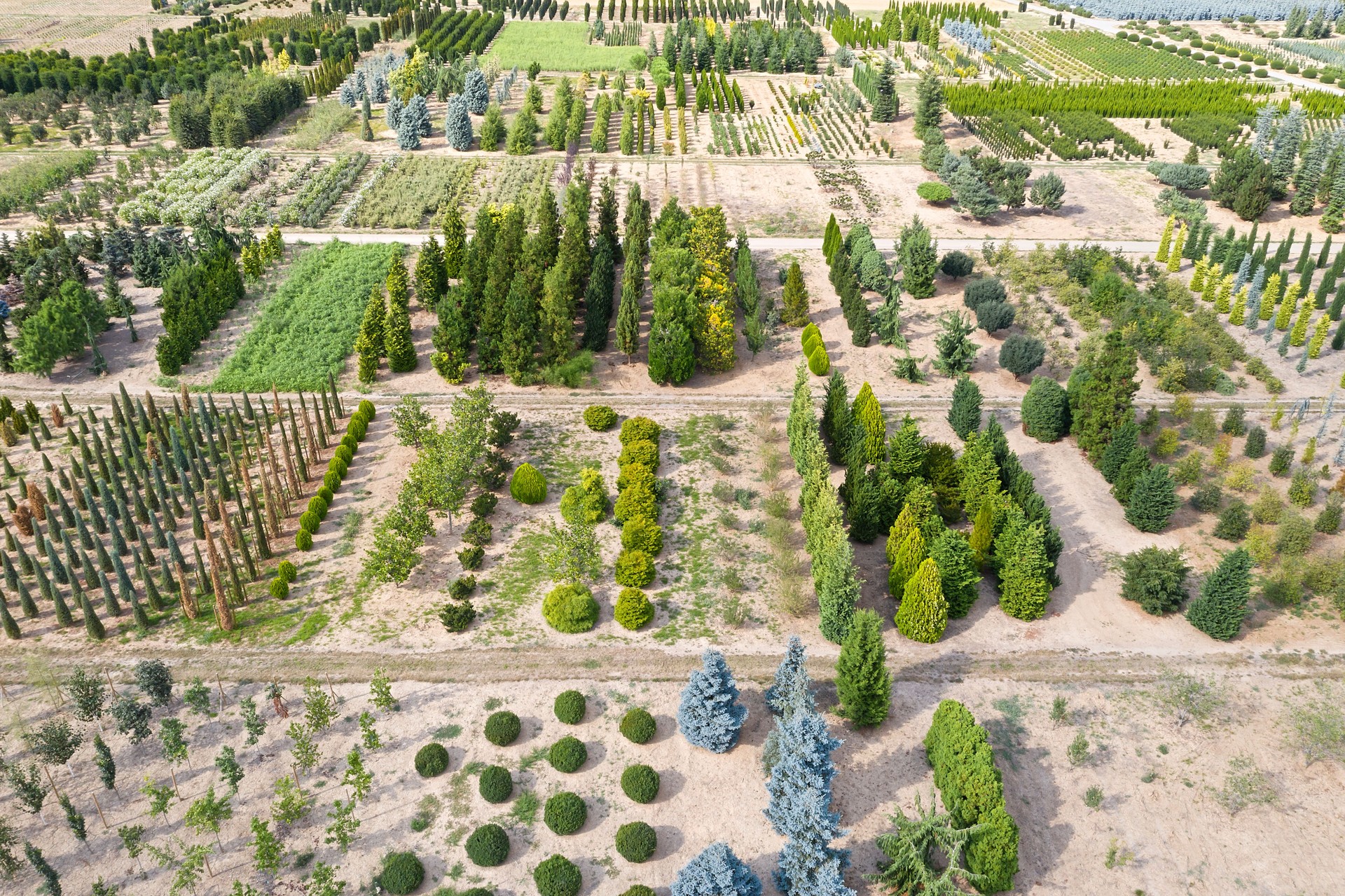 Tree Farm from Above