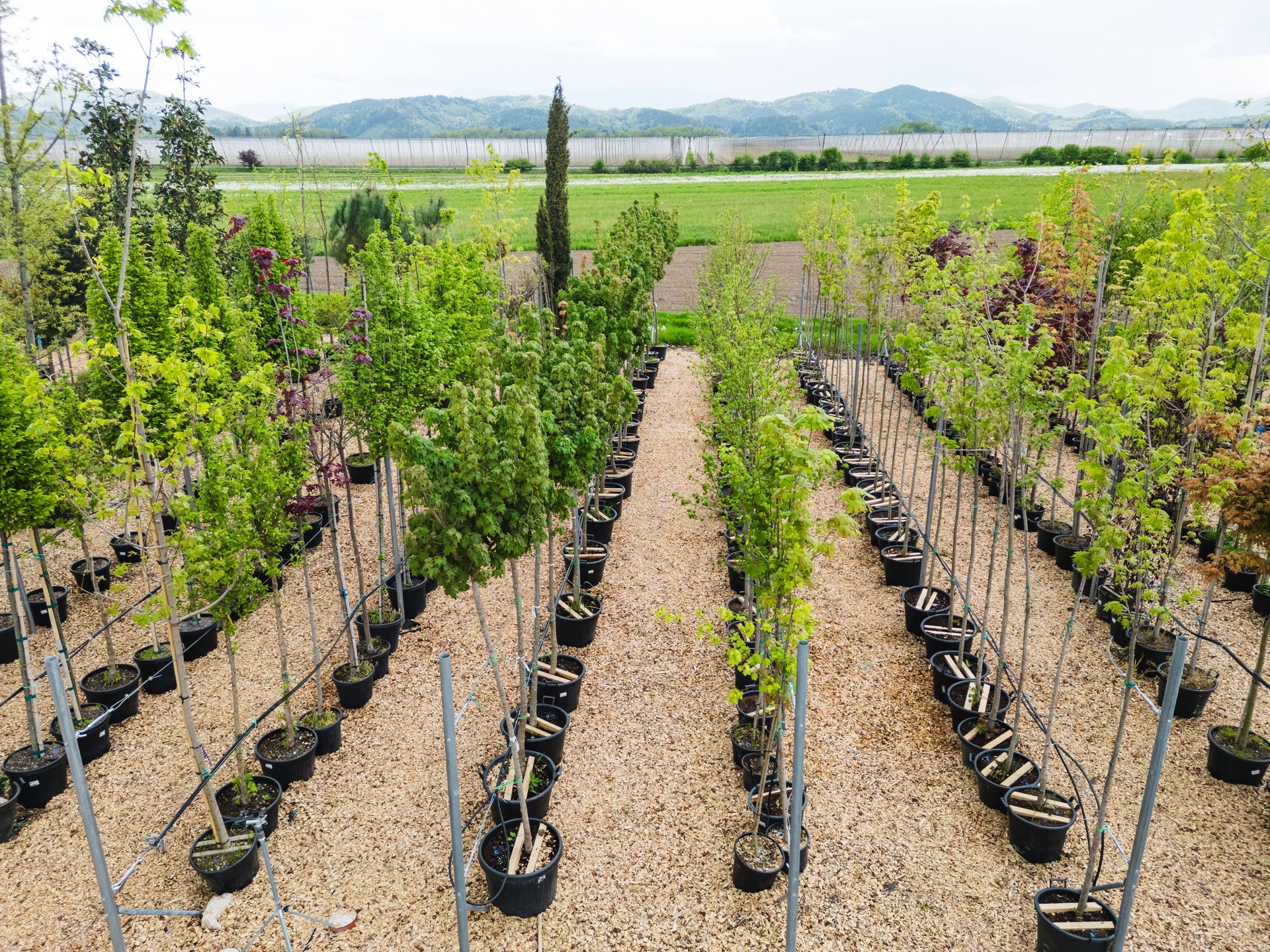 Aerial View of a Tree Nursery with Potted Plants