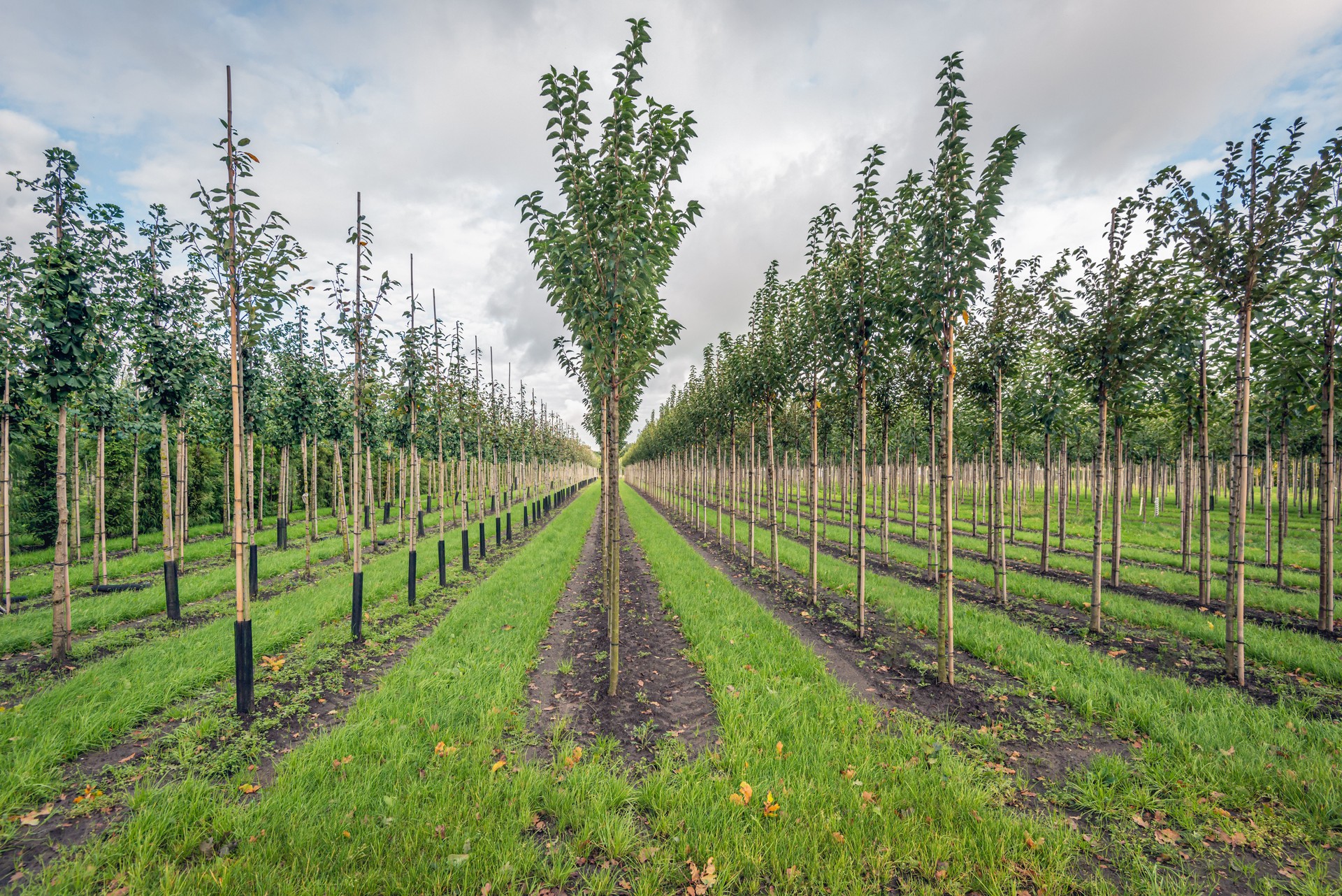 Long rows of young trees in a Dutch avenue tree nursery