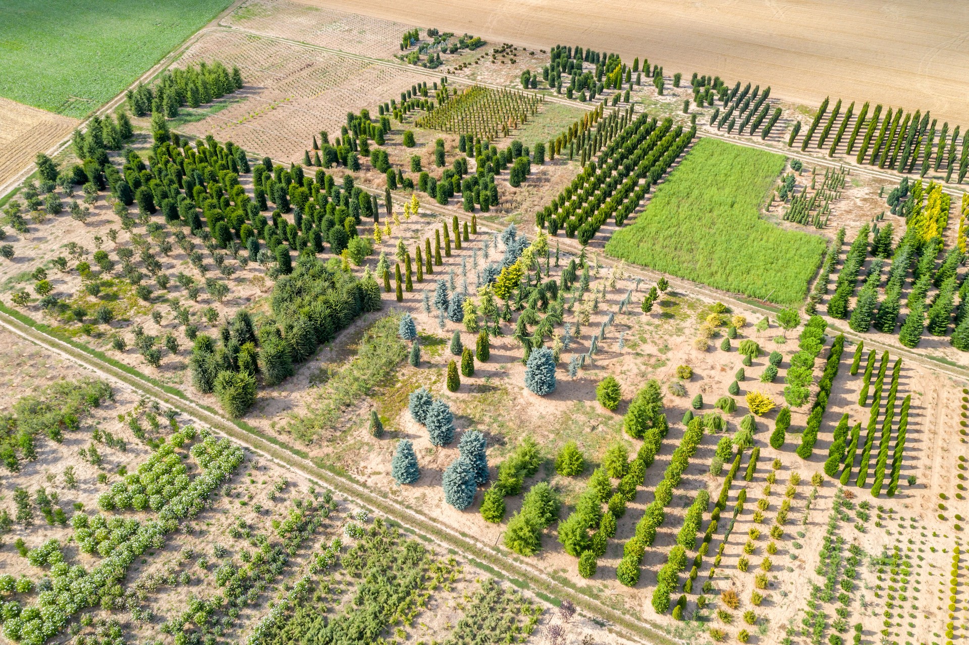 Aerial View of Tree Farm, Different Varieties of Trees